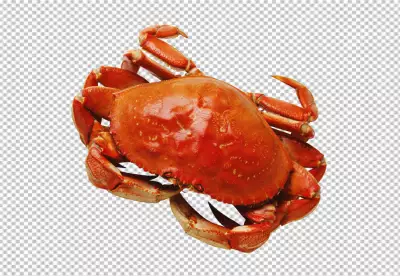 crab brown coloring on transparent background