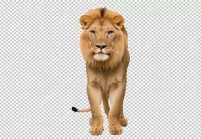Majestic Male Lion Walking Forward with Golden Mane on Transparent Background image