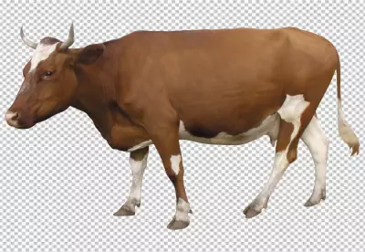 Holstein Cow isolated on background Milk cow PNG