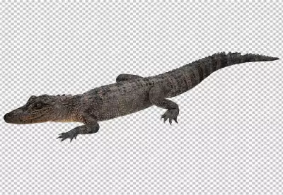 Wildlife crocodile open mouth isolated on white background