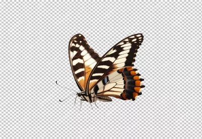 Vibrant Swallowtail Butterfly Flying Gracefully with Detailed Wings and Colorful Patterns image