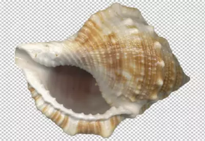Beautiful Shell Isolated on Transparent