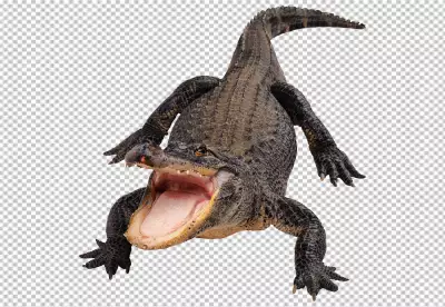 Crocodile isolated on white background include clipping path