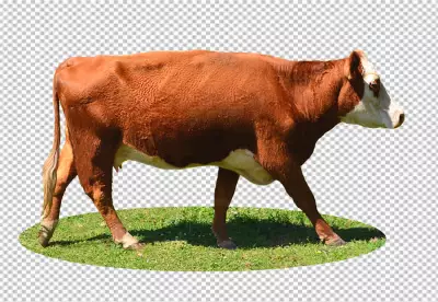 Cow on ground transparent background 