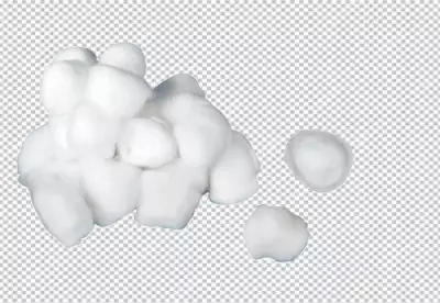 Cotton flower branch