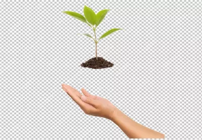 Human hand gently supporting green plant seedling on soil, symbolizing new life and growth image