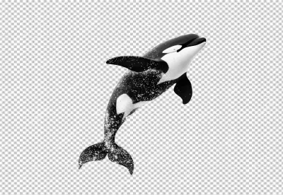 Dynamic Orca Jumping Action: Majestic Killer Whale Leaping from Water for Design image