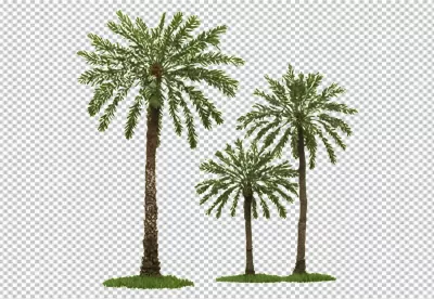 Lush Tropical Palm Trees with Green Fronds on Pristine White Background image