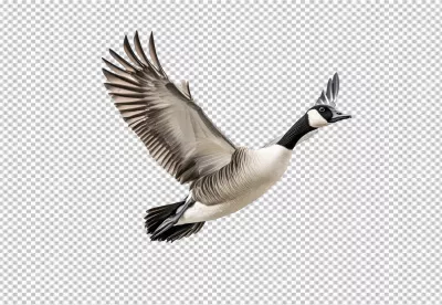 Majestic Canada Goose Flying Gracefully with Wings Spread, Perfect Wildlife PNG image