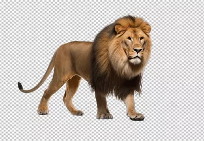 Majestic Walking Lion PNG Cutout for Wildlife Designs and Creative Projects image