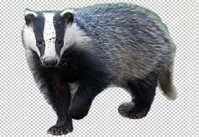 European Badger with Distinctive Black and White Stripes Standing Alertly image