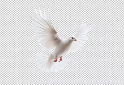 Graceful White Dove Flying with Spread Wings for Peace and Freedom Designs image