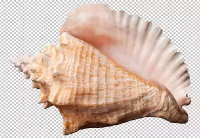 PNG Beautiful Shell Isolated on 