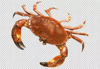 crab with orange and brown coloring transparent background