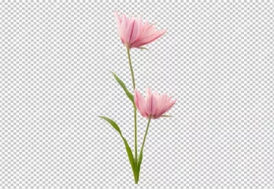 Charming Pair of Pink Petaled Blooms Isolated with Green Foliage image
