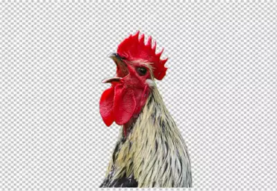Rooster isolated on transparent background