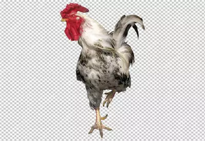 Rooster isolated on transparent BG