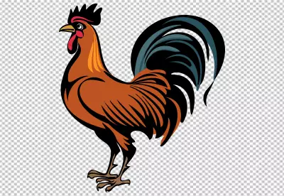 Close up on beautiful chicken PNG