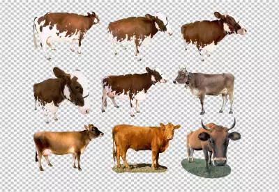 many cow Standing on Transparent Background