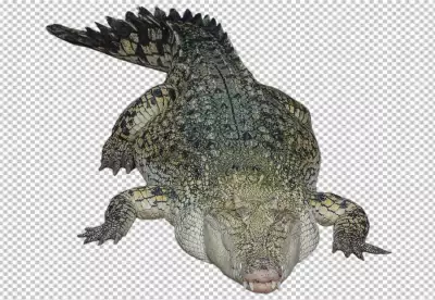 Crocodile front face with transparent background