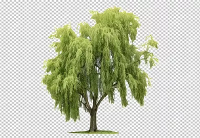 Lush Green Weeping Willow Tree Isolated on White Background for Design image