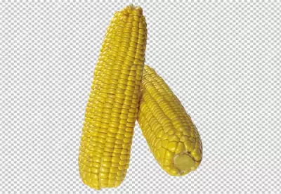 Sweet corn on transparent background
