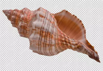 Summer concept with shells transparent background 