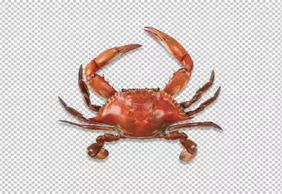 Crab transparent background