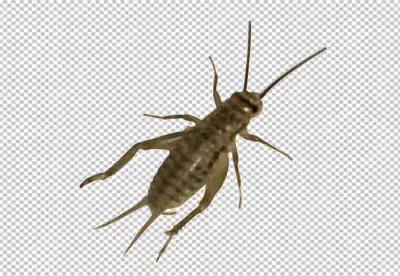  The Cricket insect is light brown in color with darker brown stripes on its back