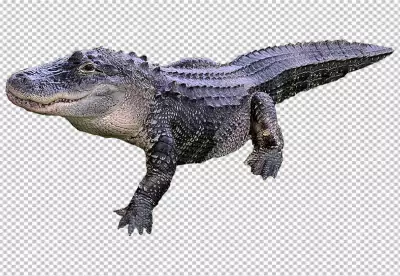 Crocodile Walk Cycle isolated on white background