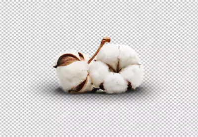 Cotton tree isolated on transparent 