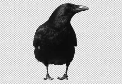 Majestic Black Crow Portrait Standing Tall Wildlife Photography image