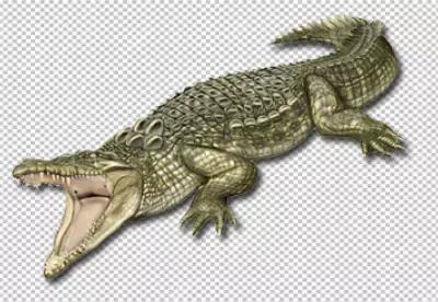 Crocodile side view face with transparent background
