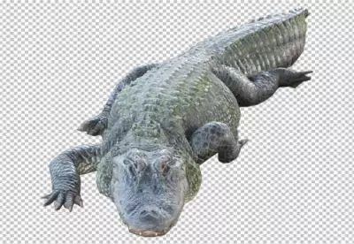 Crocodile front side with transparent background