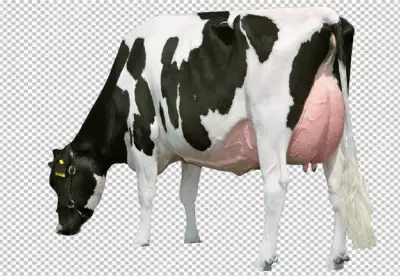 Full Body Profile of Holstein Cow on Transparent Background