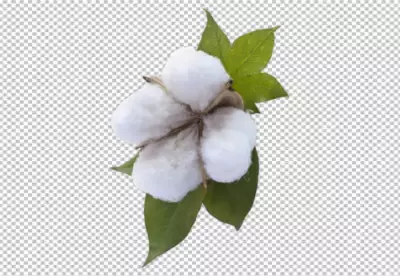 Cotton tree isolated on transparent background