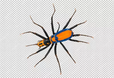 Colorful Orange and Blue Insect Macro with Long Legs and Antennae image