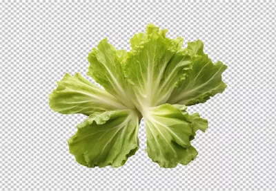 Fresh Vibrant Green Lettuce Head with Crisp Leaves on White Background image
