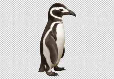 Adult Magellanic Penguin Standing Tall, Isolated on Pristine White Background, Side Profile View image