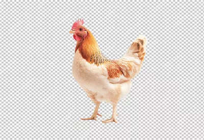 Beautiful Brown and White Farm Hen Standing Elegantly for Farm Life Designs image