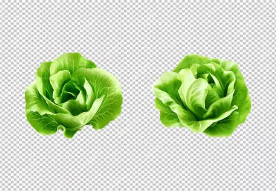 Vibrant Green Fresh Lettuce Heads for Healthy Eating and Salad Ingredients image