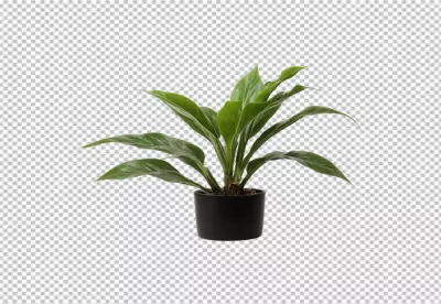 Vibrant Green Houseplant in a Sleek Black Pot Isolated on White Background image