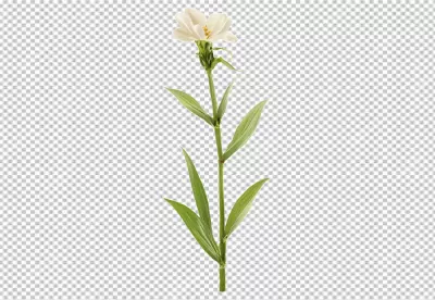 Delicate White Five-Petal Flower with Vibrant Green Stem and Leaves on White Background image