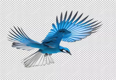 Graceful Blue Jay Flying with Vibrant Wings Wildlife PNG image