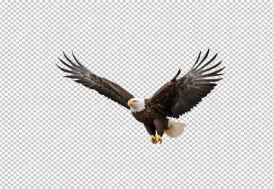 Majestic Bald Eagle with Wings Spread in Graceful Flight image