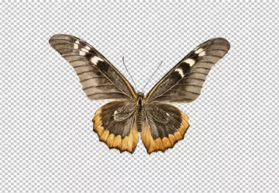 Exotic Brown and Golden Butterfly with Intricate Wings, Isolated on White Background for Design image