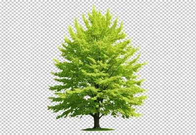 Vibrant Green Deciduous Tree with Lush Foliage on Transparent Background for Nature Designs image