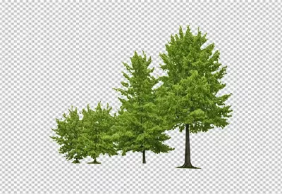 Various Green Deciduous Trees on Isolated Transparent Background for Nature Designs image
