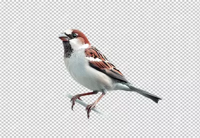 Detailed Sparrow Perched PNG Image for Wildlife and Nature Designs image