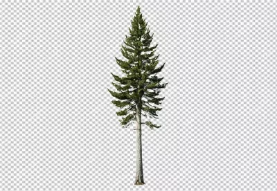 Tall Evergreen Coniferous Tree with Slender Trunk Isolated on White Background image